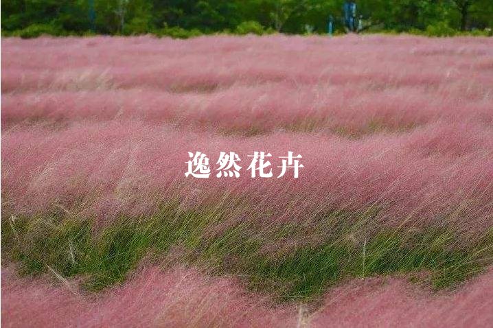 观赏草_粉黛乱子草