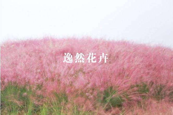 观赏草_粉黛乱子草