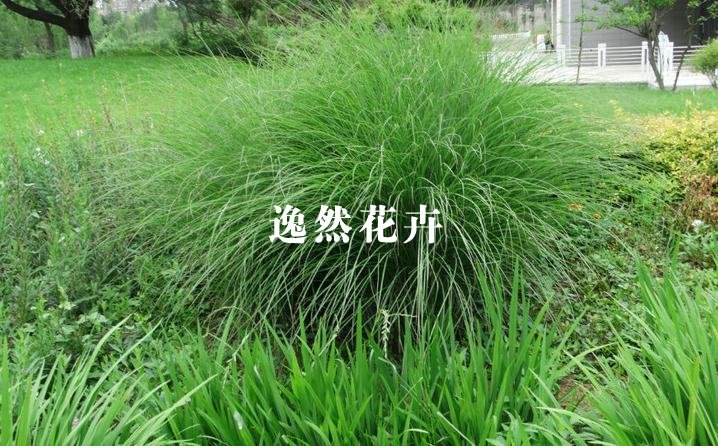 丽色画眉草_观赏草批发