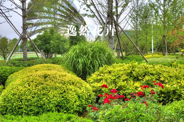 郑州普罗理想国观赏草案例效果