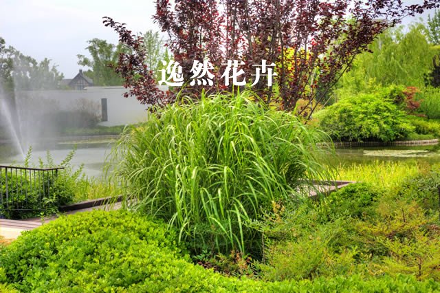 郑州普罗理想国观赏草案例效果