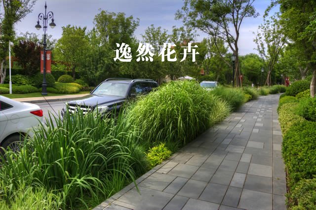 郑州普罗理想国观赏草案例效果
