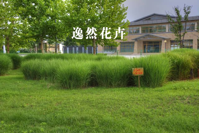 中牟市政道路观赏草案例效果