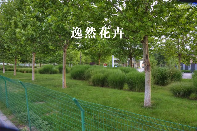 中牟市政道路观赏草案例效果